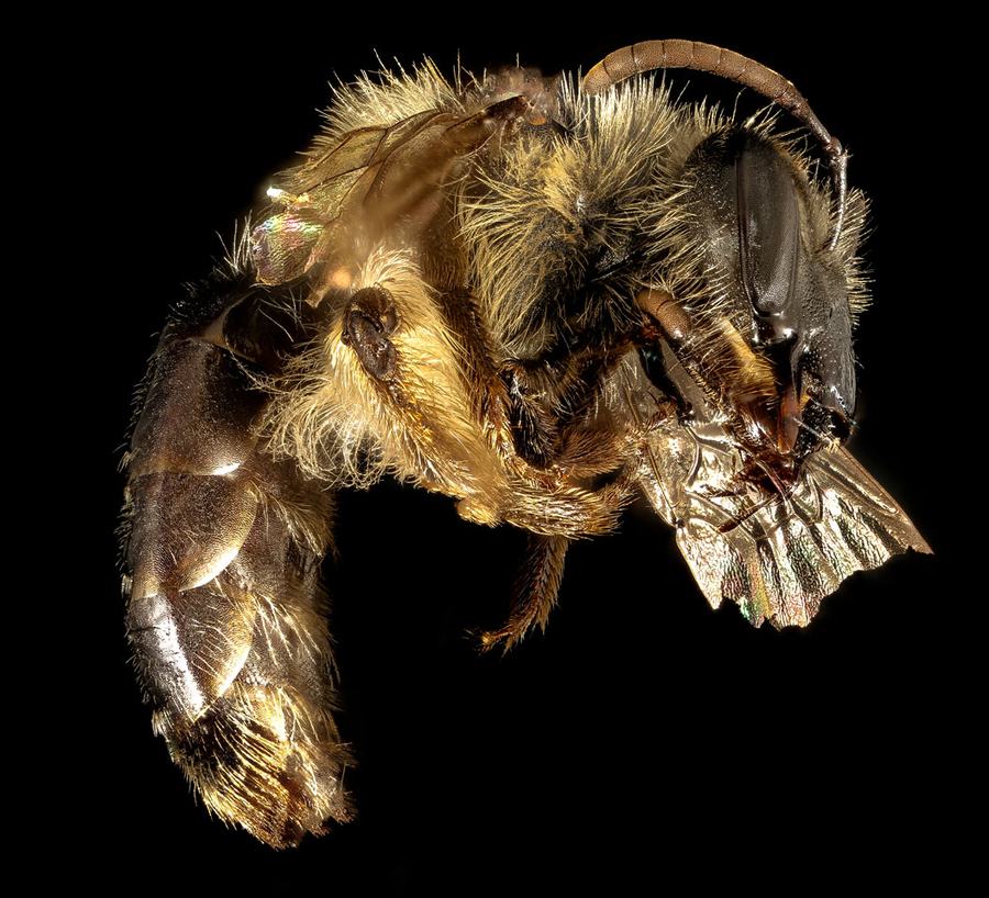 Macro photography image of a dark brown bee in profile