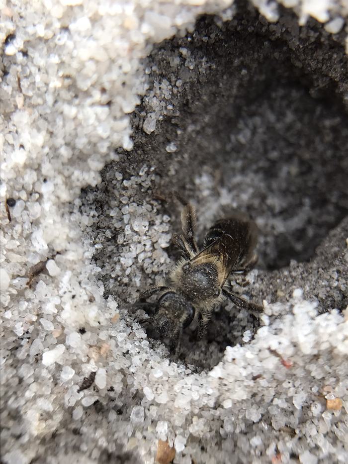 Photograph of a small, dark-colored bee with a long face sitting in a depression in the soil