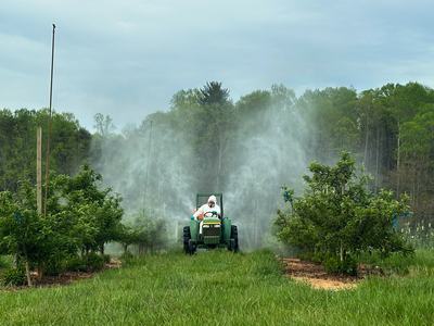 Spraying apple orchard