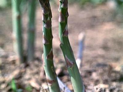 image of 2 Asparagus pods