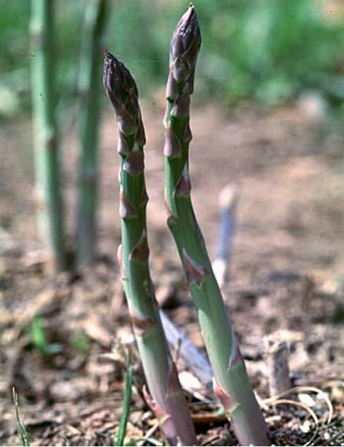 image of 2 Asparagus pods
