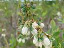 Photograph of a branch of a blueberry plant with buds, open flowers, and newly forming berries.