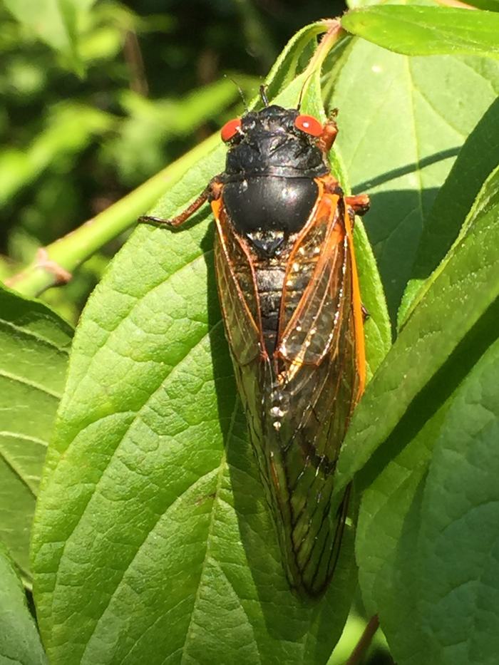 A Cicada on a green leaf.