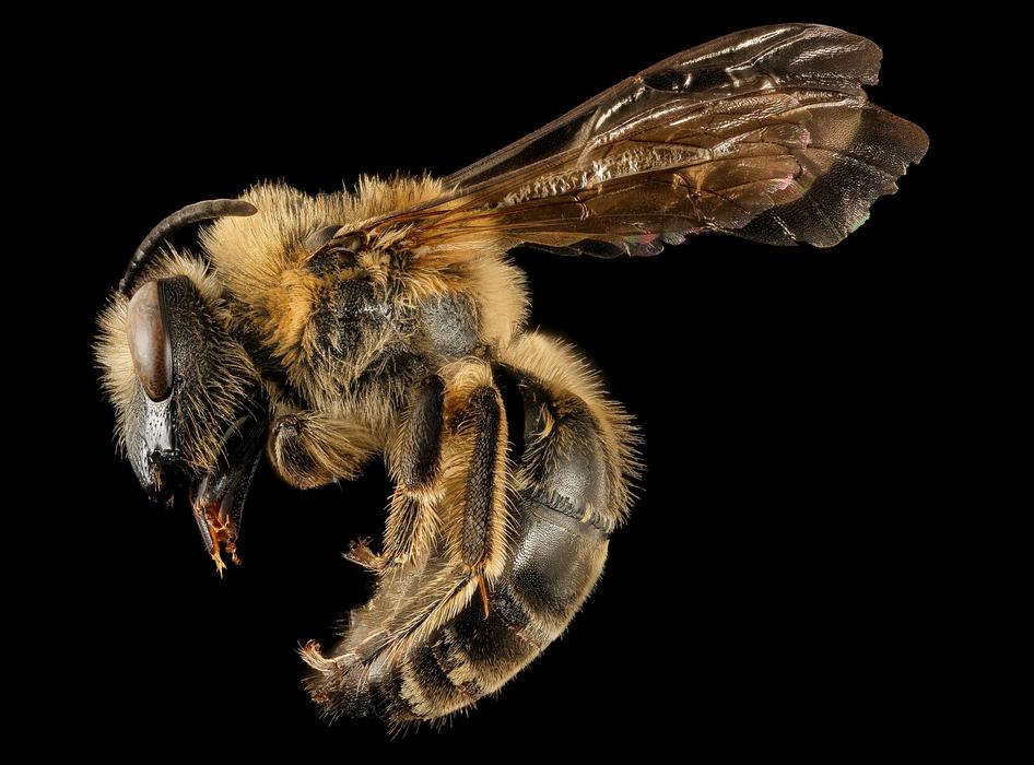 A macro photography image of a black bee in profile, with dusky wings, golden pile, and a long face