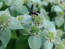 conopid fly rests on a mountainmint flower
