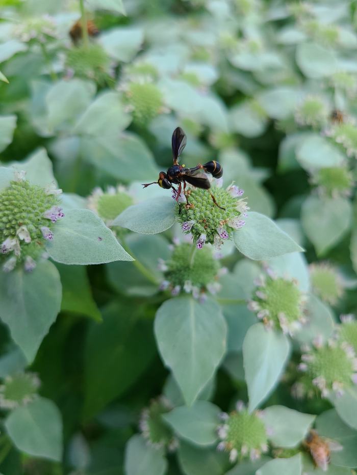conopid fly rests on a mountainmint flower