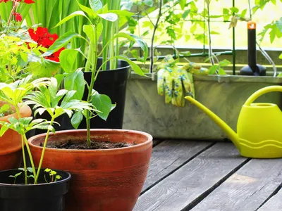 Young vegetable plants in containers