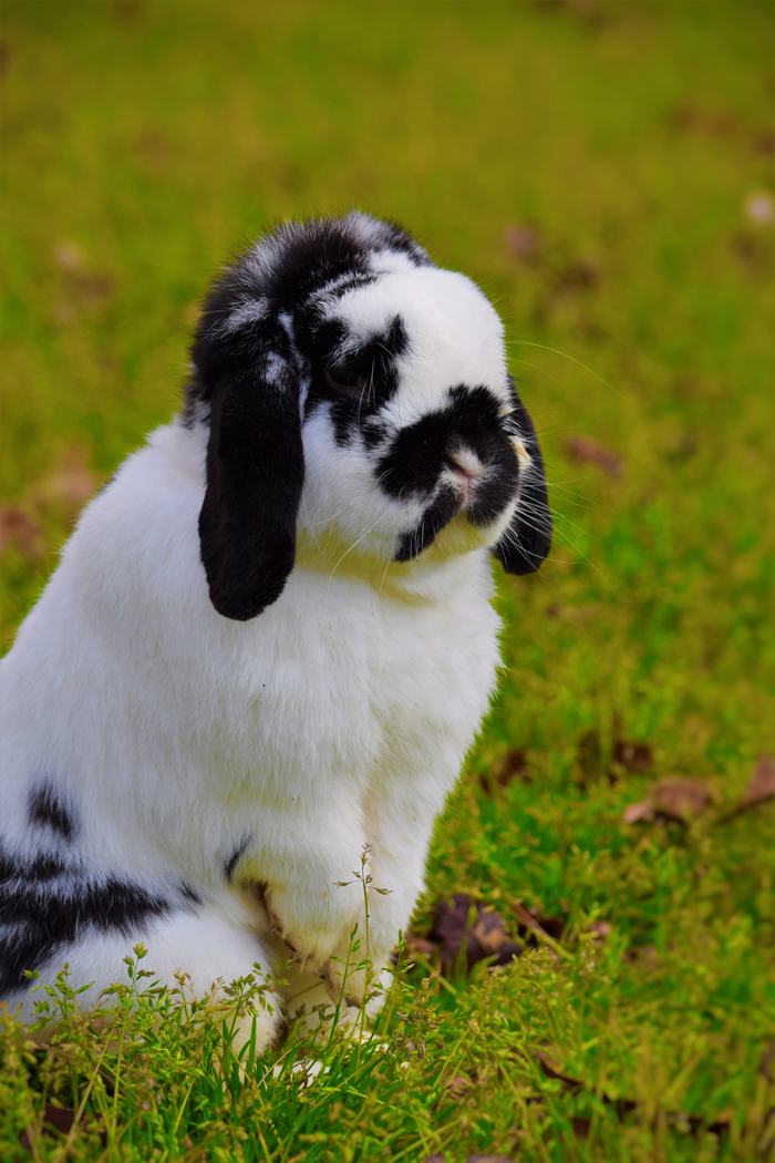 Mini lop rabbit