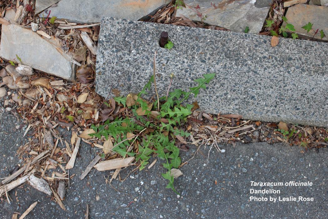 Dandelion