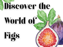 Discover the World of Figs with watercolor illustration of whole and halved figs and leaves