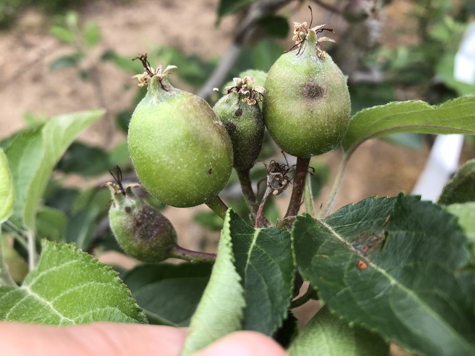 Early apple scab symptoms on fruit