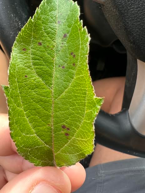 Early symptoms of GLS