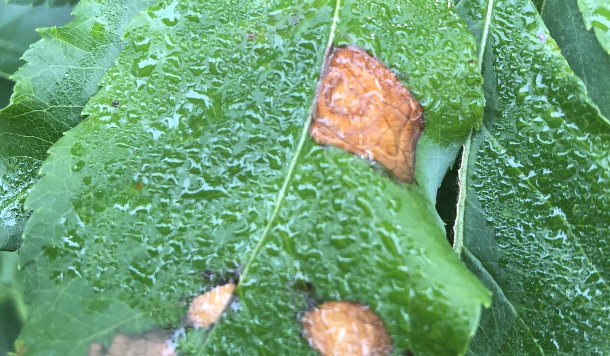 Apple Disease Update: Week of April 20, 2025 - Southern Appalachian Apples