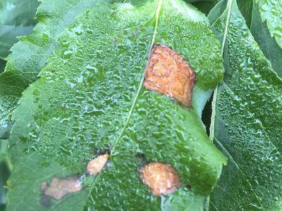 Symptoms of GLS on a wet leaf