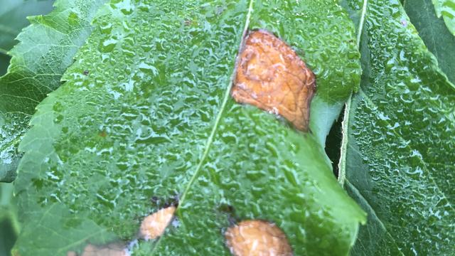 Symptoms of GLS on a wet leaf