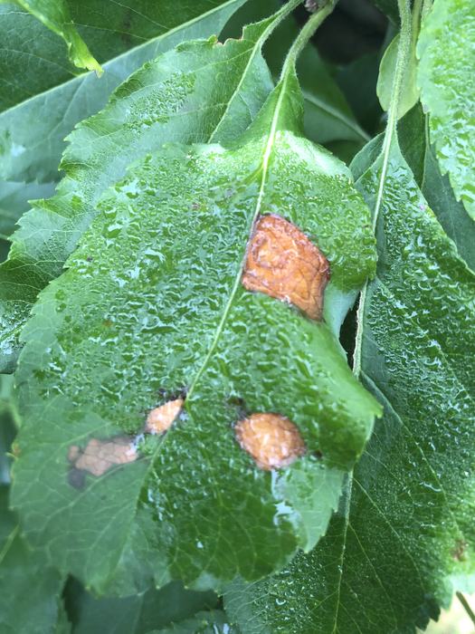 Symptoms of GLS on a wet leaf