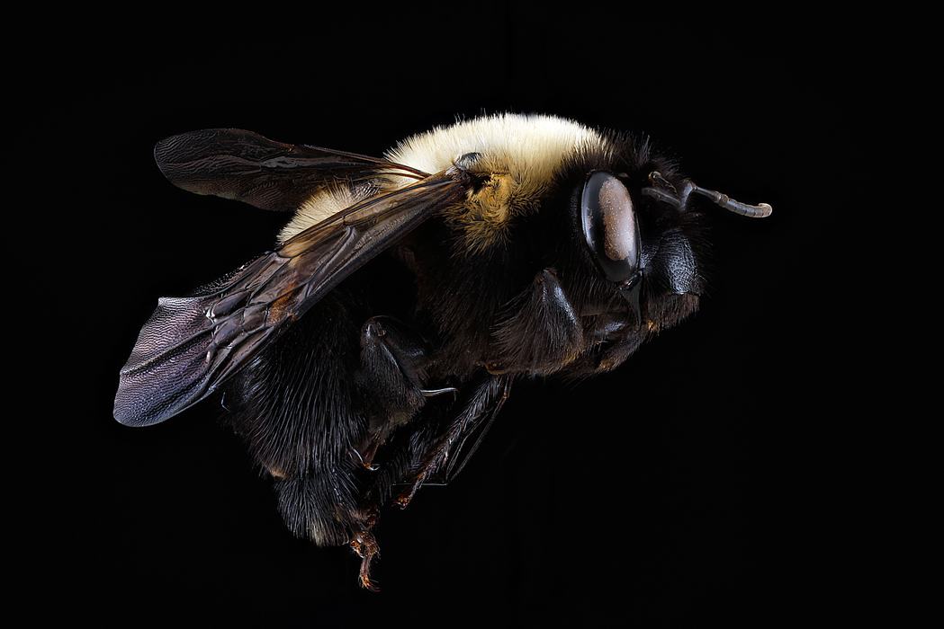 Macro photography image of a preserved bee with a black head and abdomen and pale yellow 'hair' on the thorax.