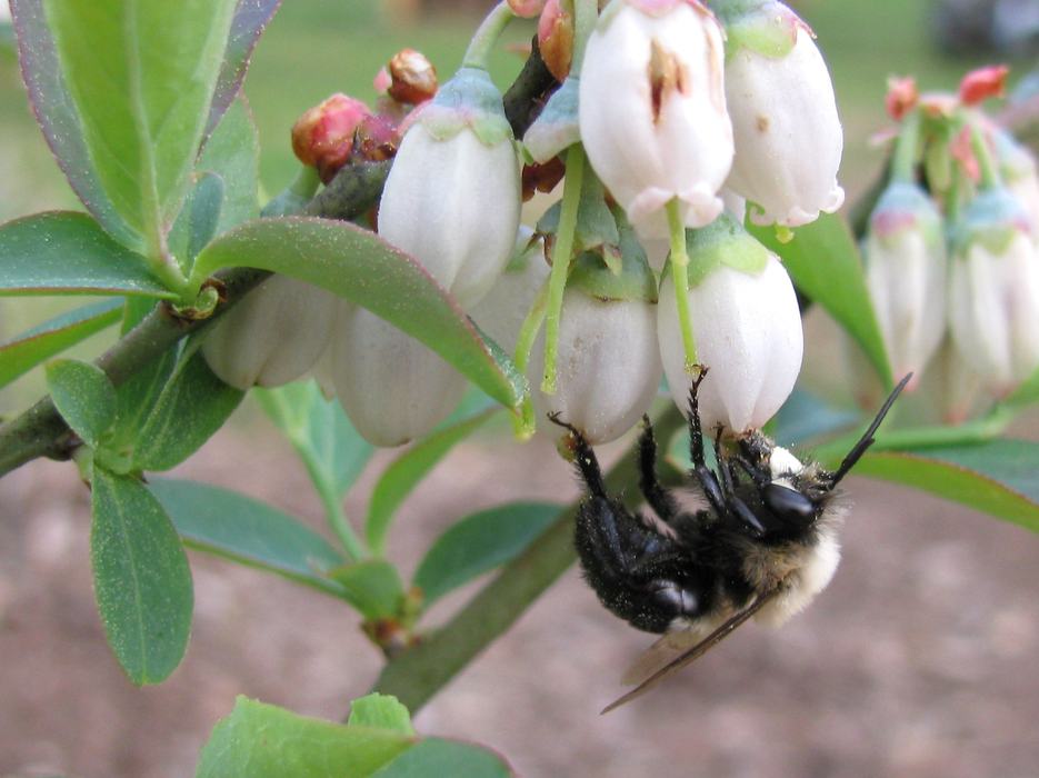 Photograph of a black and gold bee visiting a blueberry flower