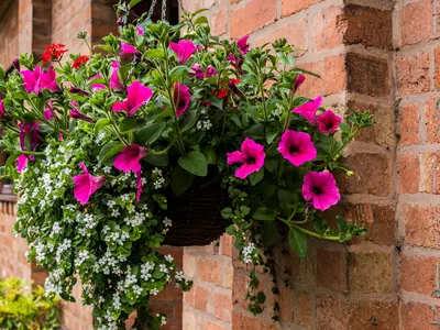 Flowering Hanging Basket