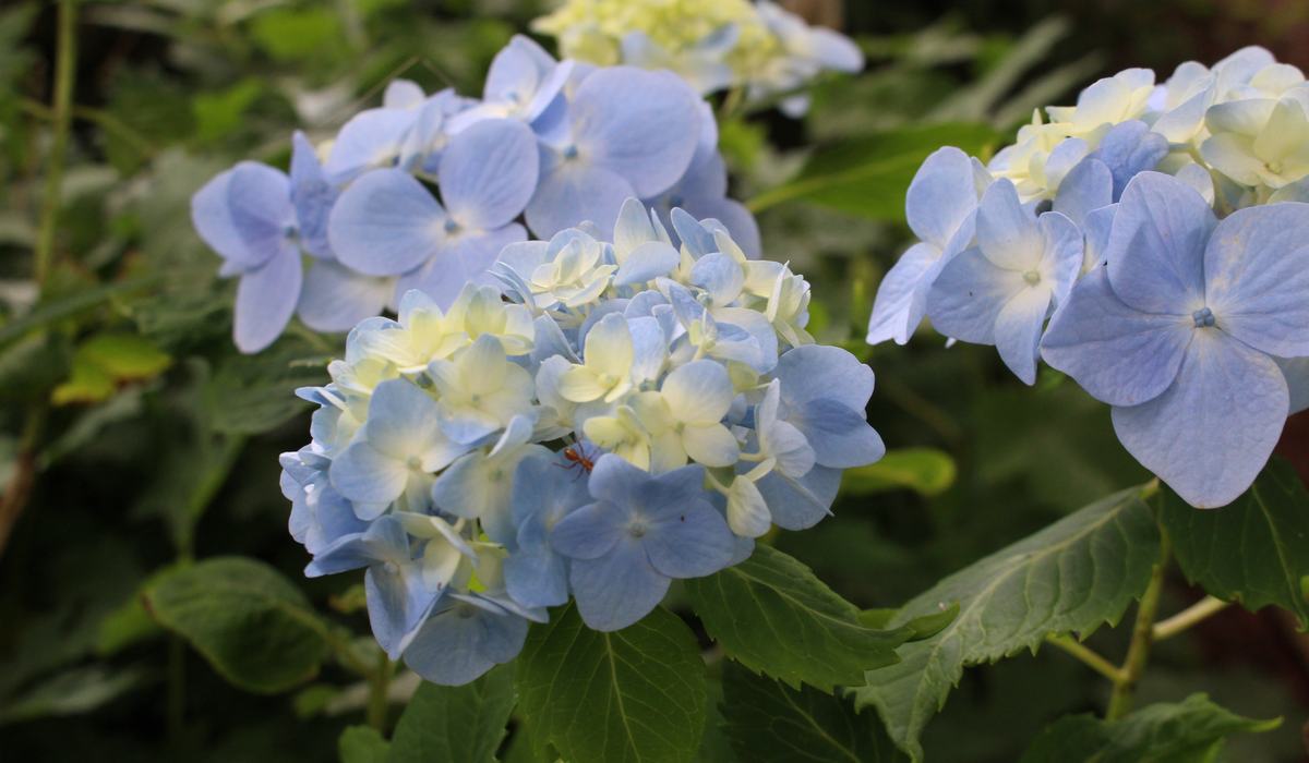 2025-04-Hydrangea-macrophylla-