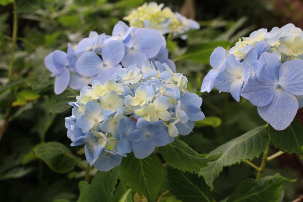 Hydrangea flower close up