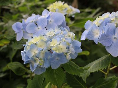 Hydrangea flower close up