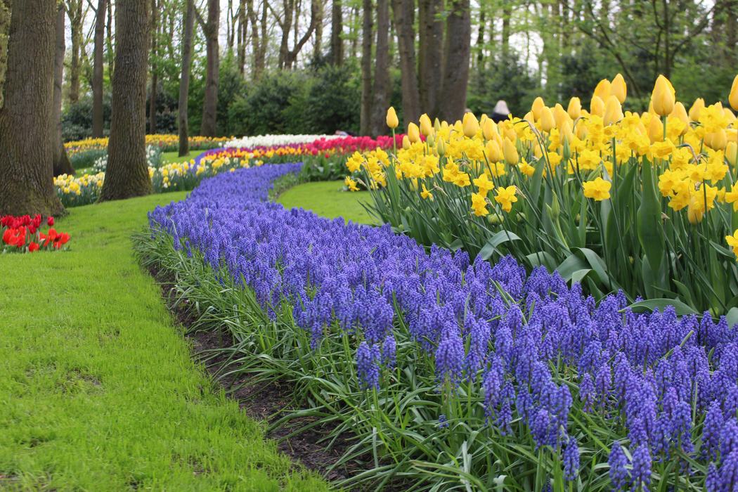 Blue and yellow flowers blooming in a garden
