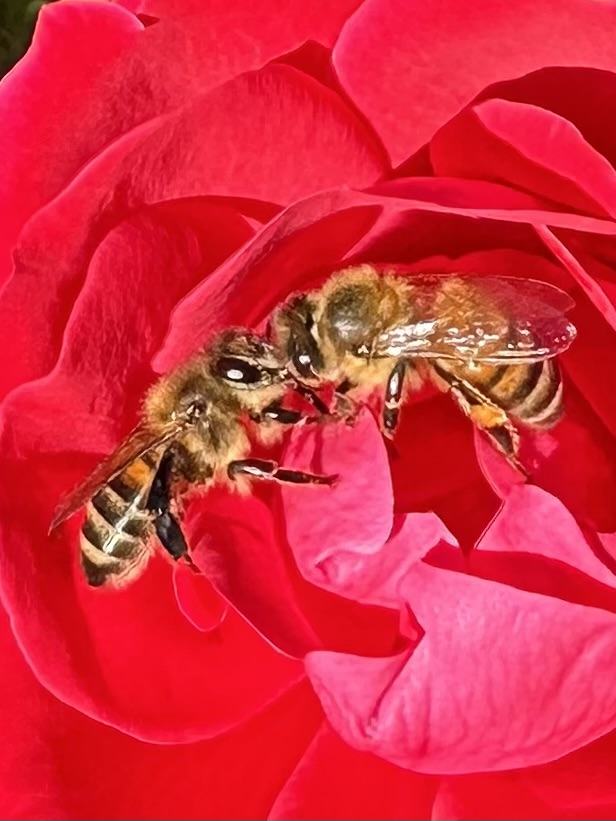 Honey Bees on Rose