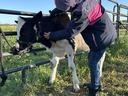 Youth learning to put a halter on a dairy calf tied to a fence.