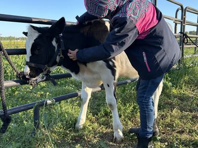 Youth learning to put a halter on a dairy calf tied to a fence.