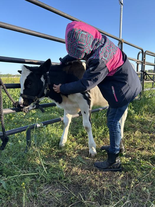 Youth learning to put a halter on a dairy calf tied to a fence.