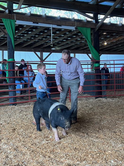 pig  show