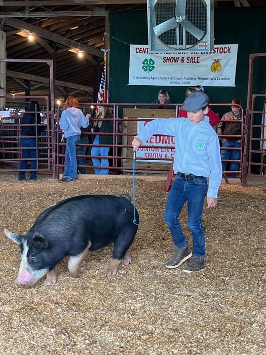 market hog being shown