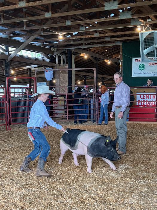hog show