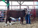feeder steer