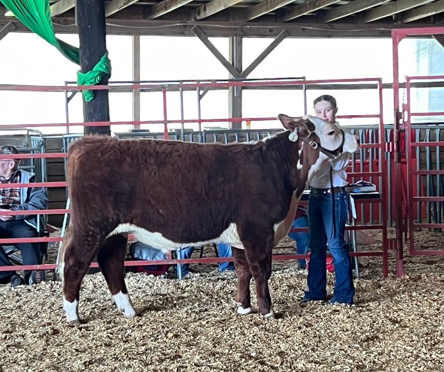 feeder steer