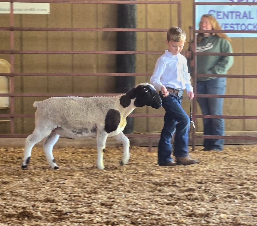 lamb