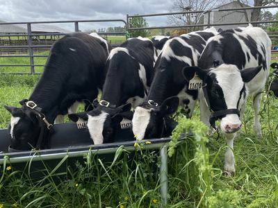 Four young spotted diary calves eating from a trough in a grassy pasture during a 2025 Pamlico 4-H Dairy Project practice, with fencing in the background