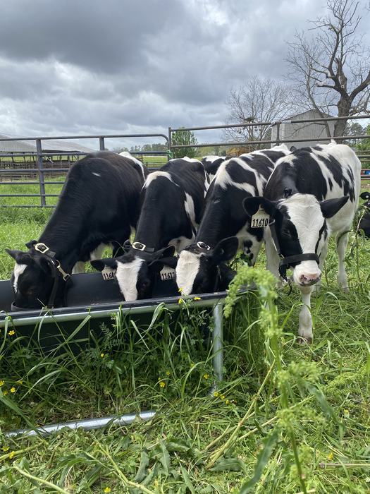 Four young spotted diary calves eating from a trough.