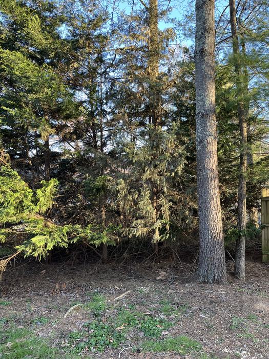 Leyland cypress are dying post Hurricane Helene