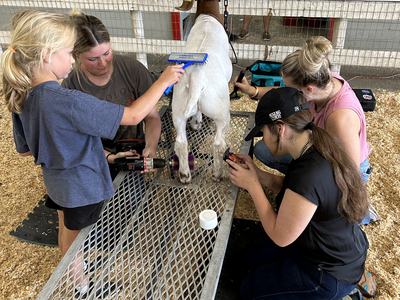 Students brush and groom a show goat.