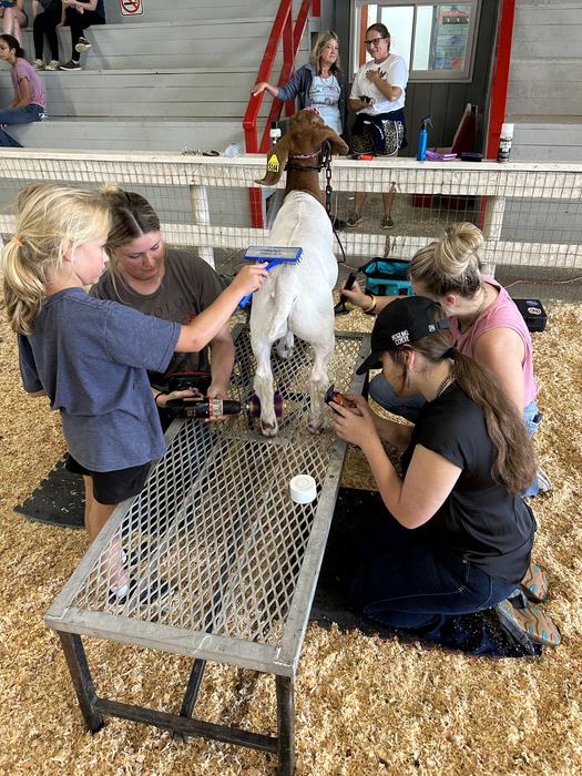 Students brush and groom a show goat.