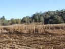 Field crops destroyed by Hurricane Helene in Henderson County.