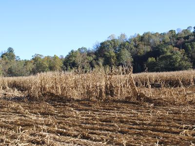 Field crops destroyed by Hurricane Helene in Henderson County.