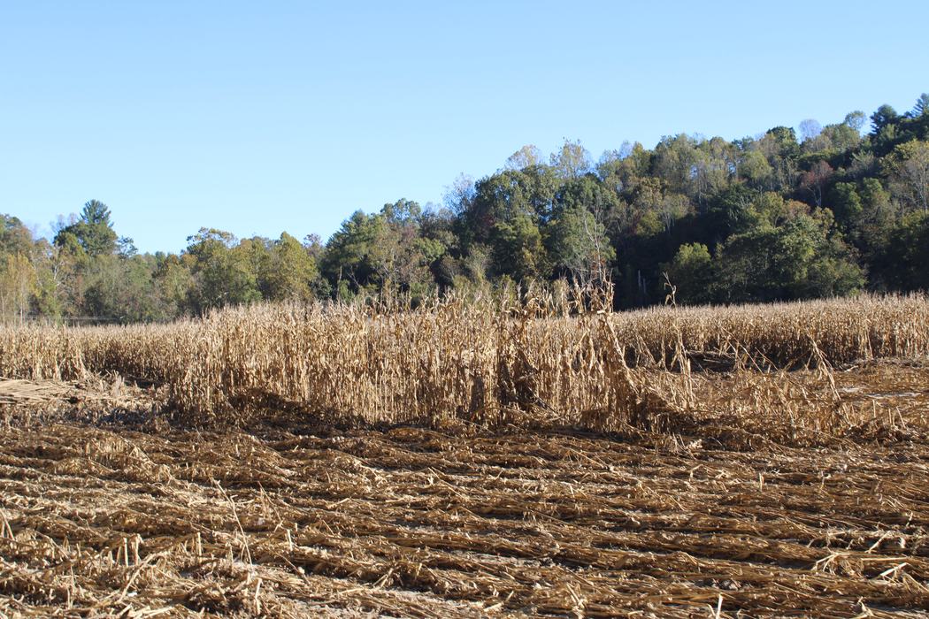 Field crops destroyed by Hurricane Helene in Henderson County. 