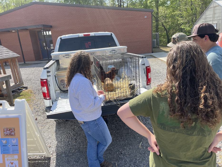 A chicken in a cage in the back of a truck.