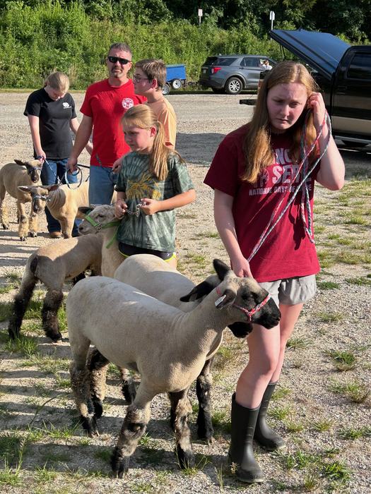 Group of people leading shorn sheep on halters in a gravel lot