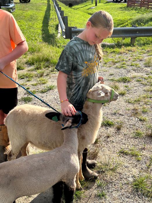 Child petting two halter-worn sheep on gravel near a roadside guardrail