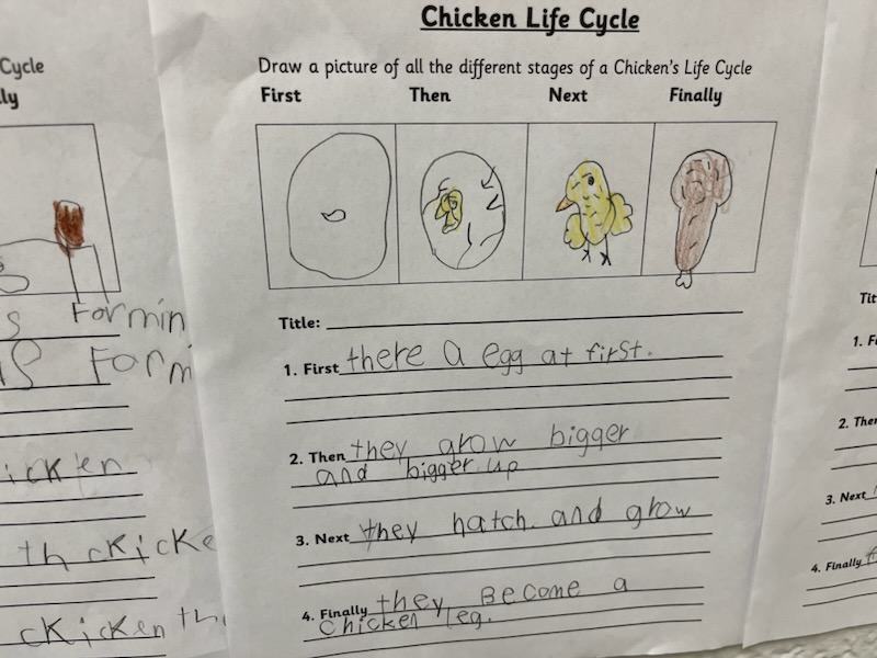 A Chicken Lifecycle worksheet, filled out by a 4-H'er.