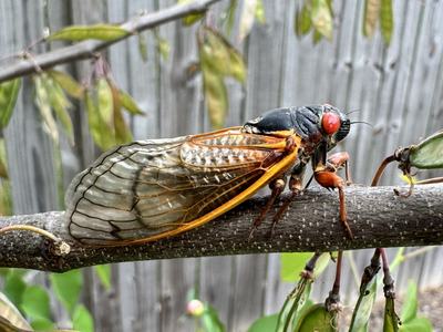 Large orange and black cicada with red eyes perched on a branch